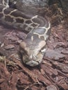 King Cobra venomous snake from Southeast Asia