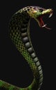 King Cobra The World`s Longest Venomous Snake Isolated on Dark Background with Clipping Path