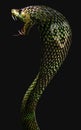 King Cobra The World`s Longest Venomous Snake Isolated on Dark Background with Clipping Path