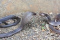 King cobras outdoor Royalty Free Stock Photo
