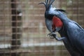 The king cockatoo or scientific name Probosciger aterrimus is a type of large black parrot