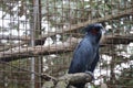 The king cockatoo or scientific name Probosciger aterrimus is a type of large black parrot