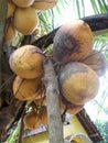 King coconut fruit orange brown color hanging on the tree Royalty Free Stock Photo