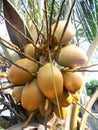 King coconut fruit orange brown color on the tree Royalty Free Stock Photo