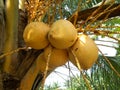 King coconut fruit orange brown color on the tree Royalty Free Stock Photo