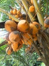 King coconut fruit orange brown red color on the tree Royalty Free Stock Photo