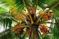 King coconut fruits Royalty Free Stock Photo