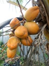 King coconut fruits orange brown Royalty Free Stock Photo