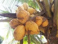 King coconut fruits orange brown Royalty Free Stock Photo