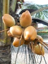 King coconut fruits yellow Royalty Free Stock Photo