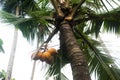 King Coconut palm with fruits Royalty Free Stock Photo