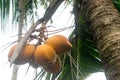 King Coconut palm with fruits Royalty Free Stock Photo