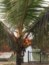 King coconut palm tree in kerala india Royalty Free Stock Photo