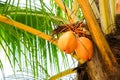 king coconut tree top with coconuts and branches Royalty Free Stock Photo