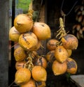 King Coconuts Hanging at a Fruit Stand in Sri Lanka. Royalty Free Stock Photo