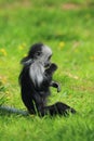 King colobus monkey Royalty Free Stock Photo