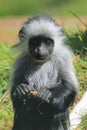 King colobus monkey Royalty Free Stock Photo