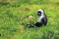King colobus monkey Royalty Free Stock Photo