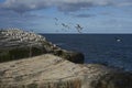 King Cormorant on Bleaker Island in the Falkland Islands