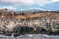 King Cormorant colony, Beagle Channel, Argentina - Chile