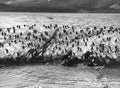 King Cormorant Colony, Beagle Channel, Tierra Del Fuego, Argentina Royalty Free Stock Photo