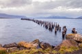 King Cormorant colony, Old Dock, Puerto Natales, Antarctic Patagonia, Chile. Sunset Royalty Free Stock Photo