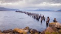 King Cormorant colony, Old Dock, Puerto Natales, Antarctic Patagonia, Chile. Sunset Royalty Free Stock Photo