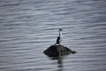 King Cormorant colony, Puerto Natales, Antarctic Patagonia, Chile Royalty Free Stock Photo