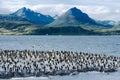 King Cormorants On Ilha Dos Passaros Located on the Beagle Channel, Tierra Del Fuego, Argentina Royalty Free Stock Photo