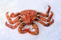 King crab