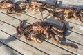 King crab caught in Norwegian waters. Royalty Free Stock Photo