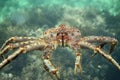 King crab close up Royalty Free Stock Photo