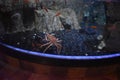 King Crabs in Dubai Mall Aquarium