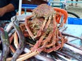 King crabs and Needle nose gar fish for sale, Ecuador