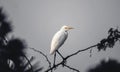 The king crane looking for queen at beach side