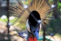 king crane in a zoo cage