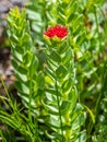 King Crown - Ledge Stonecrop - Western Roseroot