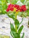 King Crown - Ledge Stonecrop - Western Roseroot