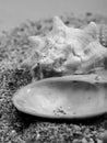 The King Crown shell is a type of shell . A beautiful photo of the oyster crown. Royalty Free Stock Photo