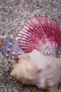 The King Crown shell is a type of shell . A beautiful photo of the oyster crown. Royalty Free Stock Photo