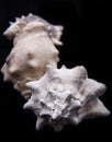 The King Crown shell is a type of shell . A beautiful photo of the oyster crown. Royalty Free Stock Photo