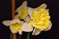 Ice King Yellow Daffodil Trio 01 Royalty Free Stock Photo