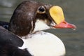 King eider Royalty Free Stock Photo