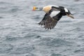 King Eider Royalty Free Stock Photo