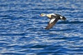 King eider in flight Royalty Free Stock Photo