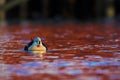 King eider in red water Royalty Free Stock Photo