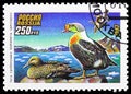 King Eider Somateria spectabilis, Ducks serie, circa 1993 Royalty Free Stock Photo