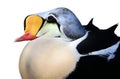 King eider - Somateria spectabilis Royalty Free Stock Photo