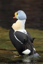 King eider