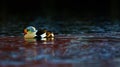 King eider swimming Royalty Free Stock Photo